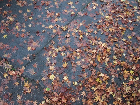 Autumn leaves like little stars on the pavement